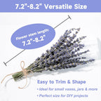 Dried Lavender 150+ Stems - Natural Purple Flowers Compact Short Stem Lavender 7.2-8.2 Inch for Home Decor, Wedding DIY Crafts, Small Vase Arrangements & Aromatherapy, Fresh Fragrance (150, 7.2"-8.2")