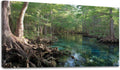 24"x 48" Canvas Wall Art Florida Fresh Water Springs Cypress Tree Swimming Hole Natural Beauty Framed Pictures Painting Prints Large Wall Art for Living Room Bedroom Abstract Home Wall Decor Artwork