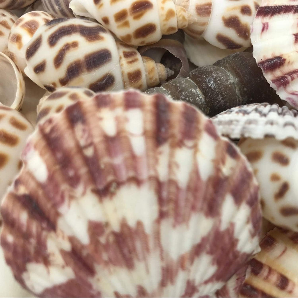Sea Shells Mixed Beach Seashells Various Maximum Sizes up to 2 Inches Shells Approx. 80 Pieces Seashells