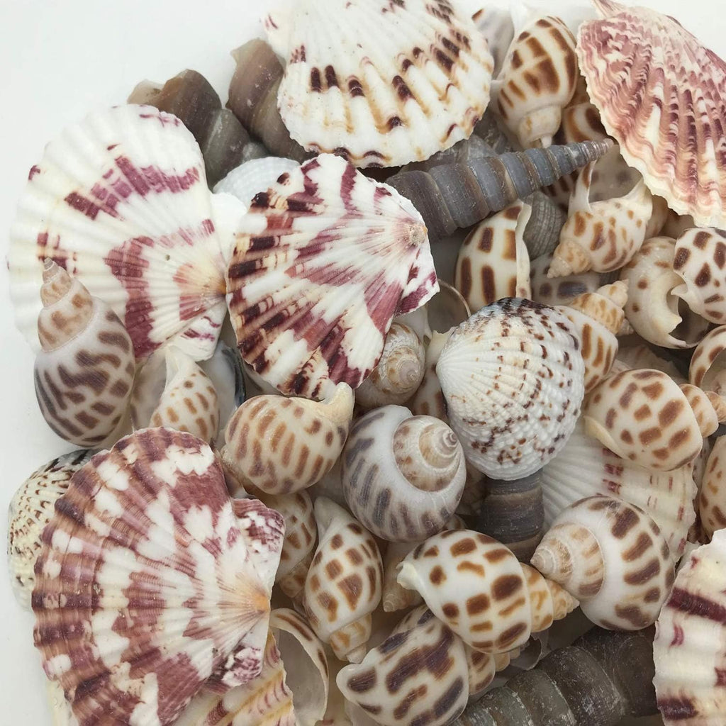 Sea Shells Mixed Beach Seashells Various Maximum Sizes up to 2 Inches Shells Approx. 80 Pieces Seashells