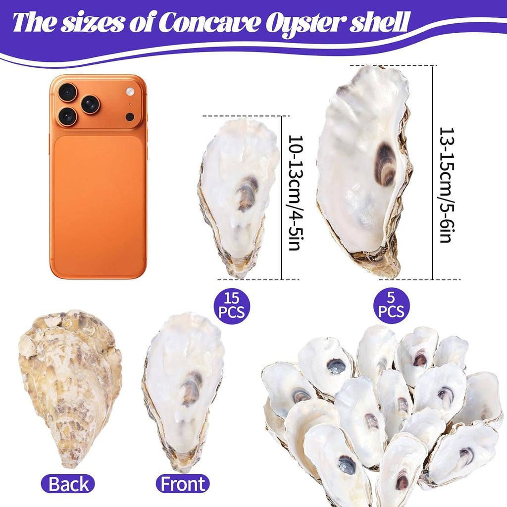 SINKOO 20PCS Concave Oyster Shells 4"-6", Large Oyster Shells for Crafts, Cleaned Natural Oyster Shells Bulk for Christmas, Painting DIY Crafts, Vase Filler, Beach Themes and Sea Shells for Crafts