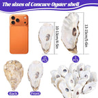 SINKOO 20PCS Concave Oyster Shells 4"-6", Large Oyster Shells for Crafts, Cleaned Natural Oyster Shells Bulk for Christmas, Painting DIY Crafts, Vase Filler, Beach Themes and Sea Shells for Crafts