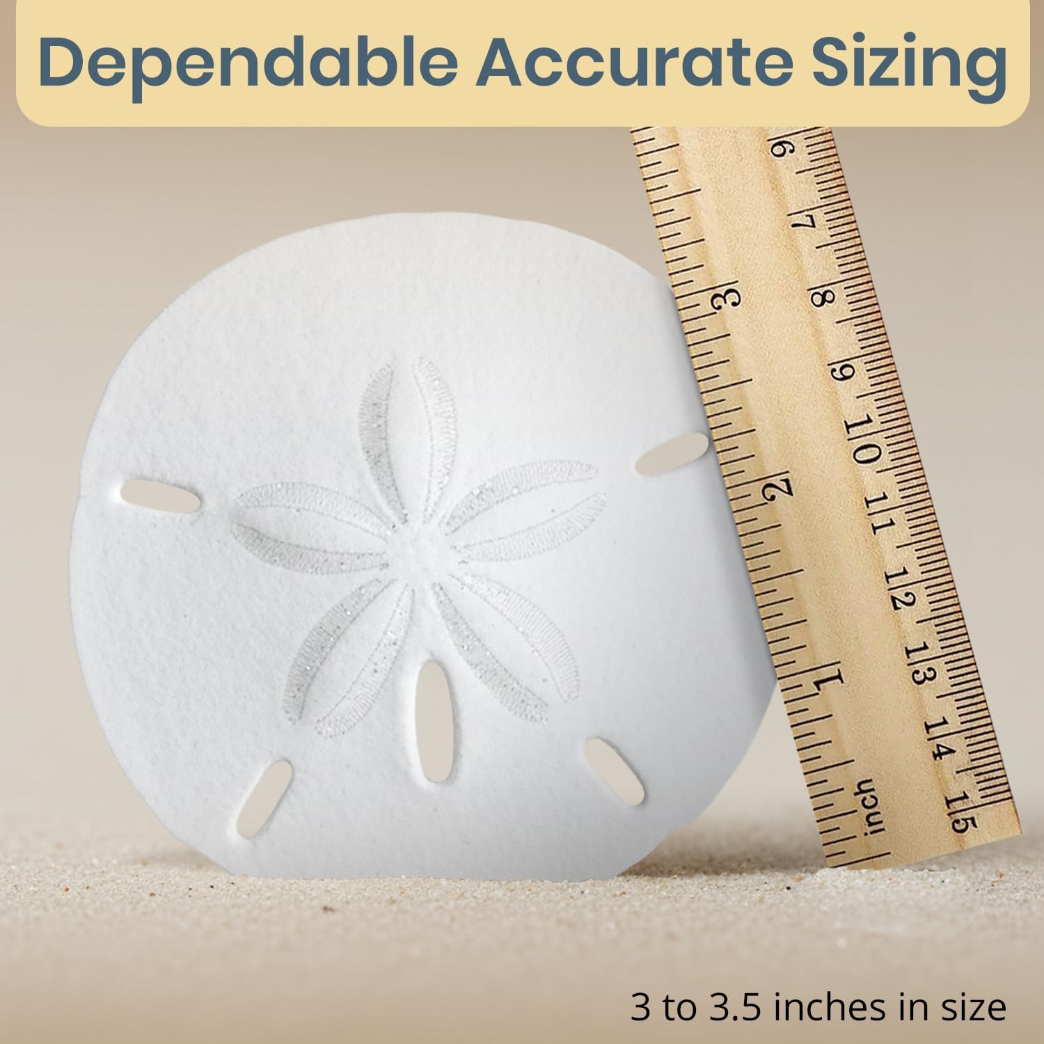 Real Sand Dollars 3" to 3.5" (10 Pack) – Sand Dollar Wall Art & Ornament Set – Beach Wedding Decor – Nautical Party Table Decor – Mini Shells for Crafts – Coastal Gifts