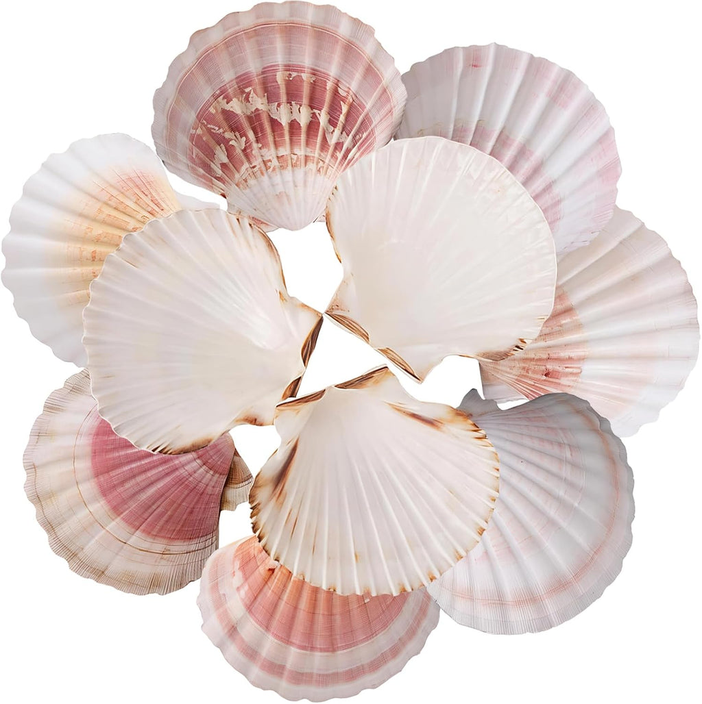 10pcs Sea Shells 4''-4.5'' Large Natural Scallop Shells Pink & Yellow Hawaiian Scallop Shells for Crafts, Seashell Beach Decorations for Home Decor, Beaching Wedding Decoration