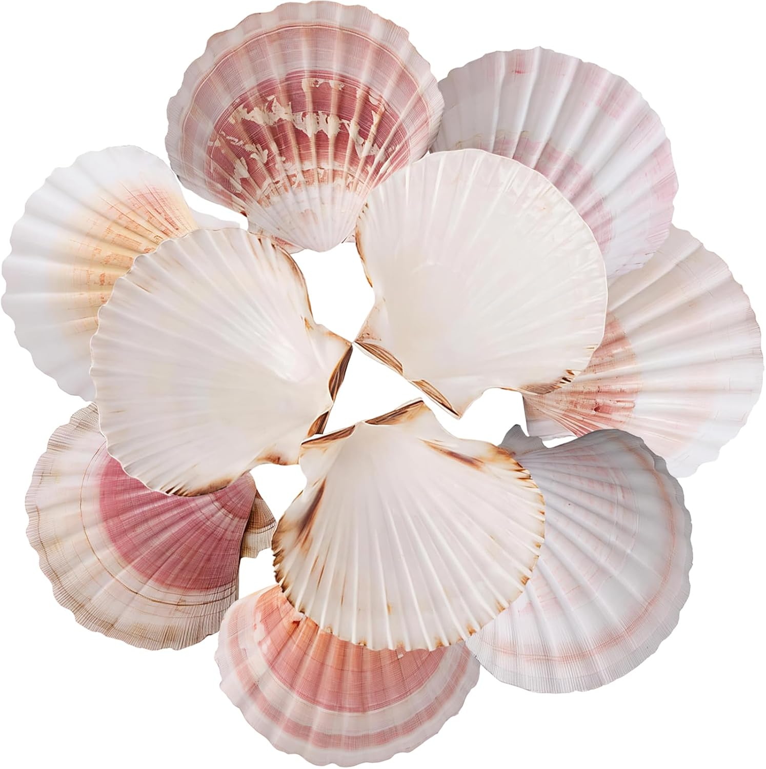 10pcs Sea Shells 4''-4.5'' Large Natural Scallop Shells Pink & Yellow Hawaiian Scallop Shells for Crafts, Seashell Beach Decorations for Home Decor, Beaching Wedding Decoration