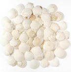 Jangostor 48 PCS Scallop Shells Natural Seashell, 1.5" to 2" White Scallop Shells Small Seashells for Crafts Wedding Decor Beach Theme Party, Fish Tank and Vase Filler