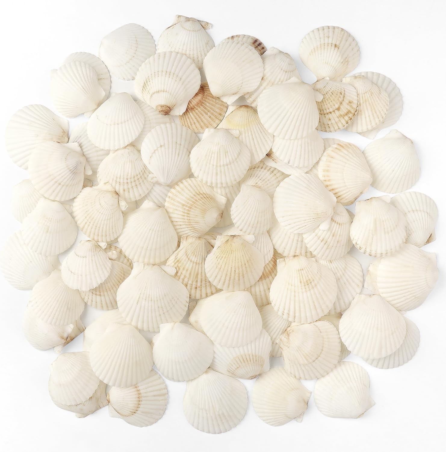 Jangostor 48 PCS Scallop Shells Natural Seashell, 1.5" to 2" White Scallop Shells Small Seashells for Crafts Wedding Decor Beach Theme Party, Fish Tank and Vase Filler