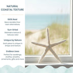 Starfish Decor - Star Fish for Craft - 6pk Real 3-4" White Sea Stars - Beach Wedding Decor - Coastal Party Decorations - Seashell Decor