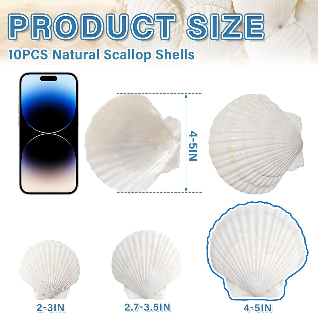 QEQEKAKA 10PCS Large Scallop Shells for Crafts 4''-5'' White Sea Shells for Baking Shells, Crafts DIY Painting Beaching Wedding Decoration, Beach Natural Scallop Shells Bulk