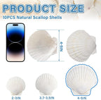 QEQEKAKA 10PCS Large Scallop Shells for Crafts 4''-5'' White Sea Shells for Baking Shells, Crafts DIY Painting Beaching Wedding Decoration, Beach Natural Scallop Shells Bulk