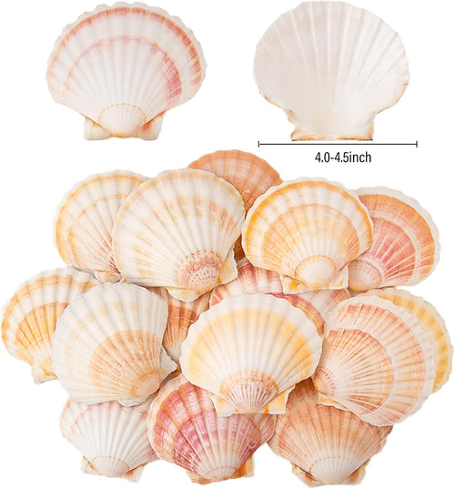 10PCS Scallop Shells 4‘’-4.5" Natural Sea Shells Yellow & Pink Hawaiian Scallop Shells for Baking DIY Craft Home Vase Fillers & Beach Wedding Party Decor (10)