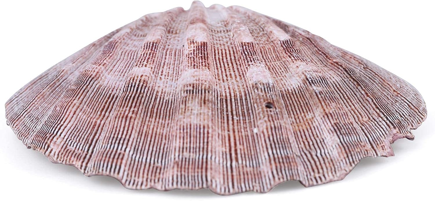 PPCLION 4 PCS 5" Large Great Scallop Shells Brown Lion's Paw Baking Seashells