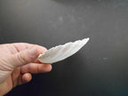 Set of 12 Large White Baking Scallop (3.5"-4") Restaurant Quality Real Seashells Beach Wedding Coastal Crafts and Decor - Florida Shells and Gifts Inc.