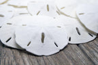 Real Sand Dollars 3" to 3.5" (10 Pack) – Sand Dollar Wall Art & Ornament Set – Beach Wedding Decor – Nautical Party Table Decor – Mini Shells for Crafts – Coastal Gifts