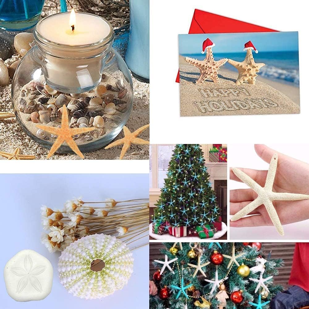 Jangostor 12 PCS Starfish 4-5 Inch Ocean Beach Starfish Natural Colorful Seashells Starfish Perfect for Wedding Decor Beach Theme Party, Home Decorations,DIY Crafts, Fish Tank