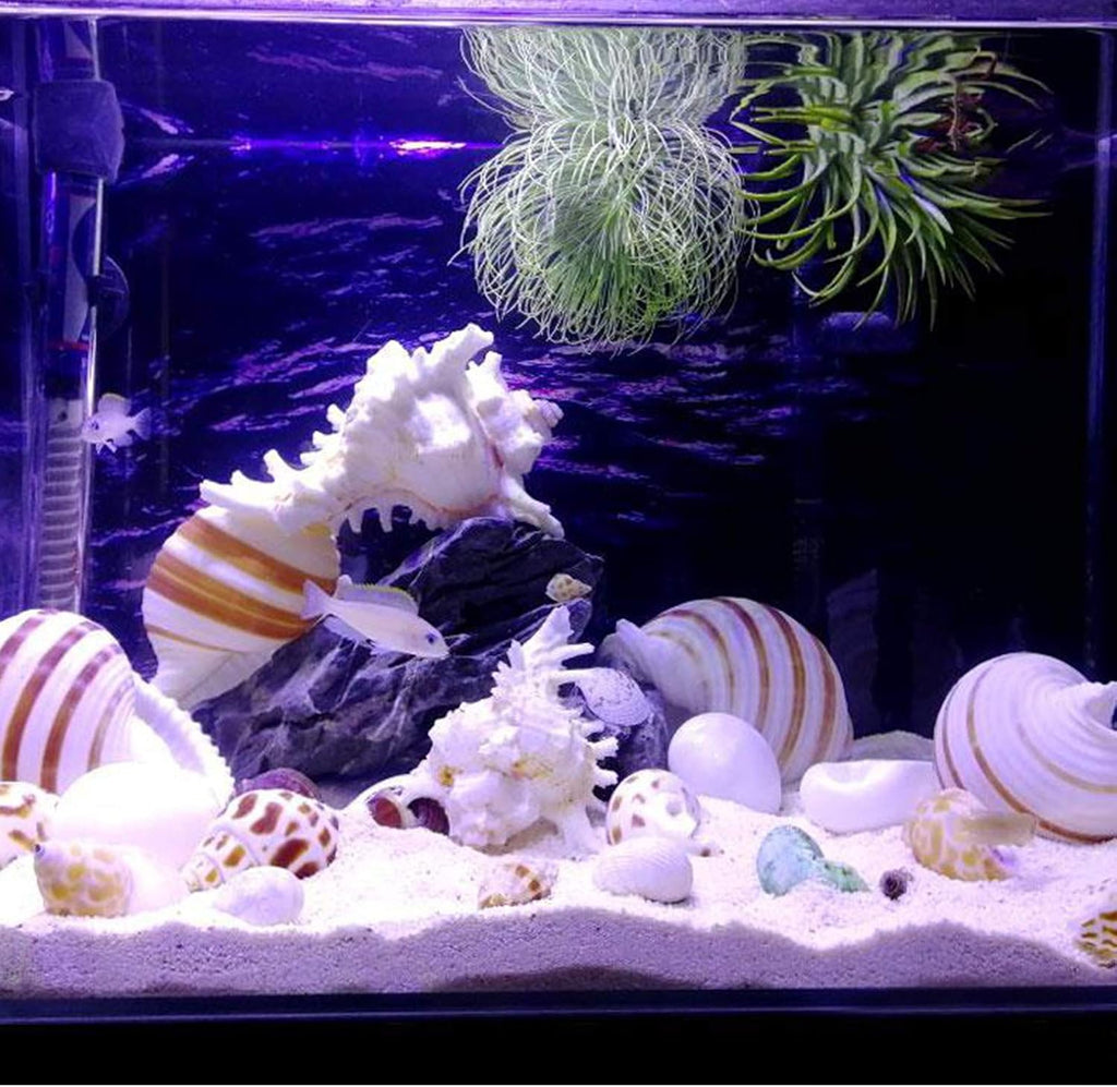 SINKOO 2PCS Conch Shell Large Natural Seashells 4-5.3 Inch Perfect for Fish Tank Wedding Decor Beach Theme Party, Home Decorations,DIY Crafts