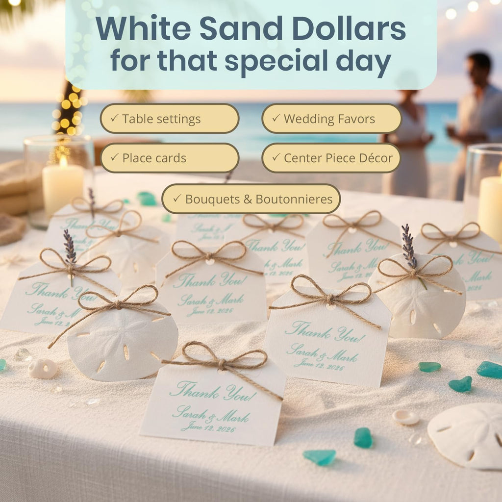 Real Sand Dollars 3" to 3.5" (10 Pack) – Sand Dollar Wall Art & Ornament Set – Beach Wedding Decor – Nautical Party Table Decor – Mini Shells for Crafts – Coastal Gifts