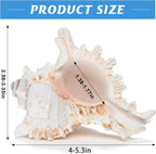SINKOO 2PCS Conch Shell Large Natural Seashells 4-5.3 Inch Perfect for Fish Tank Wedding Decor Beach Theme Party, Home Decorations,DIY Crafts