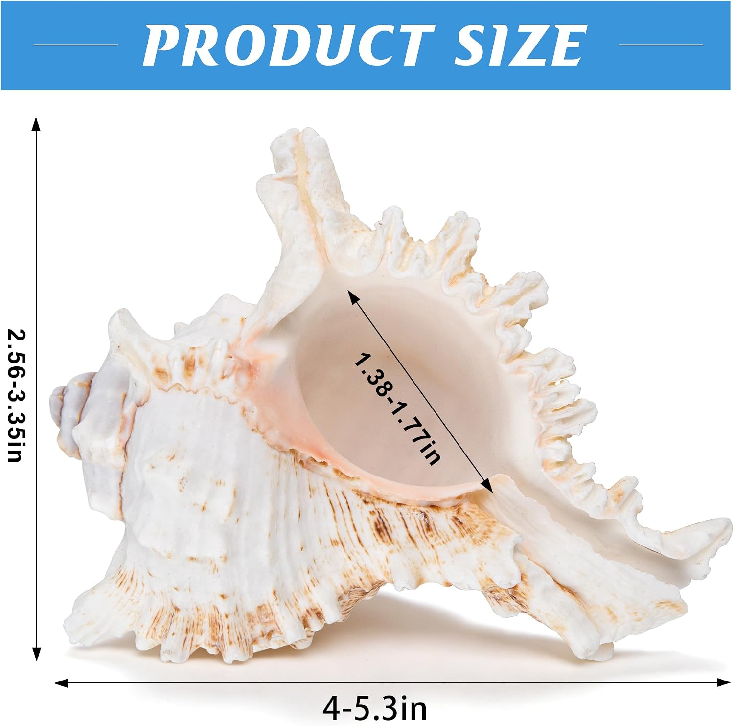 SINKOO 2PCS Conch Shell Large Natural Seashells 4-5.3 Inch Perfect for Fish Tank Wedding Decor Beach Theme Party, Home Decorations,DIY Crafts