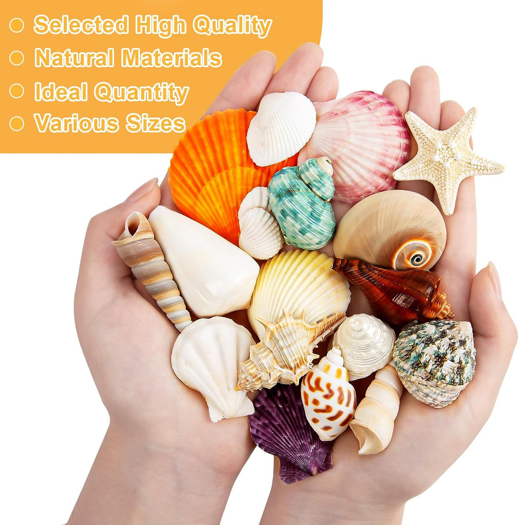 Sea Shell Mixed Ocean Shells Set, 15 Kinds 1.2"-2.7" Various Sizes Natural Seashell & Starfish for Beach Themed Decor, DIY Crafts, Vase Fillers, Fish Tank, Home, Wedding and Party Decoration