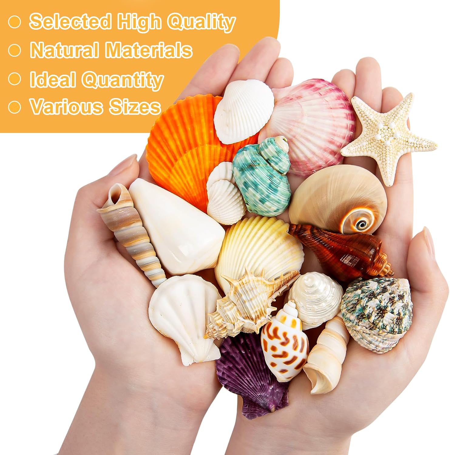 Sea Shell Mixed Ocean Shells Set, 15 Kinds 1.2"-2.7" Various Sizes Natural Seashell & Starfish for Beach Themed Decor, DIY Crafts, Vase Fillers, Fish Tank, Home, Wedding and Party Decoration