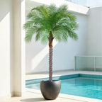 6ft Artificial Phoenix Palm Tree, Faux Coconut Silk Tropical Fake Palm Plant for Indoor Outdoor Home Office Patio Bathroom Pool Coastal Decor(Set of 2)