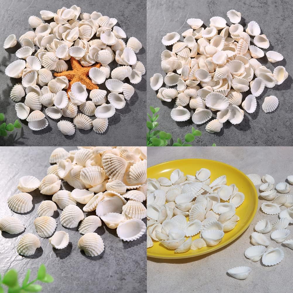 Small Tiny White Sea Shells Mini Clam Bulk Candle DIY Craft Shell Natural Seashells for Home Decor, Vase Filler,Beach Decorations Shells, 9oz