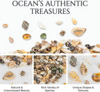MAQIHAN Tiny Seashells for Crafts - Small Sea Shells Mixed Ocean Beach Shells Bulk for Home Decorations Wedding Decor Beach Theme Party Vase Filler (0.2-0.8 in, 314 Grams)