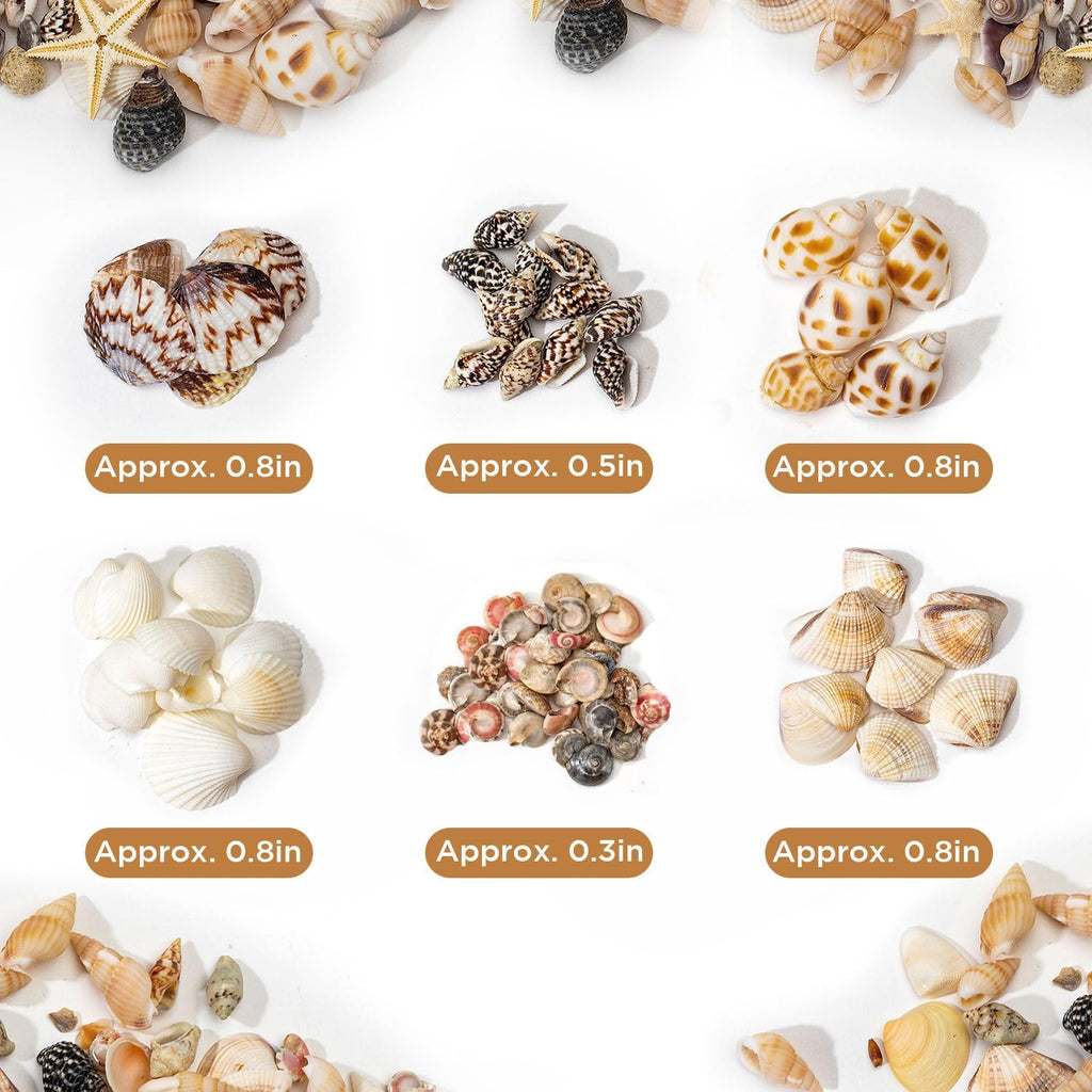 1200 PCS Natural Seashells, Joyfulmap Tiny sea Shells & Small Starfish for Decorations, Mixed Ocean Beach Spiral Shells for Crafting, Fish Tank, Beach Theme Party, Wedding Decor, DIY Craft Supplies