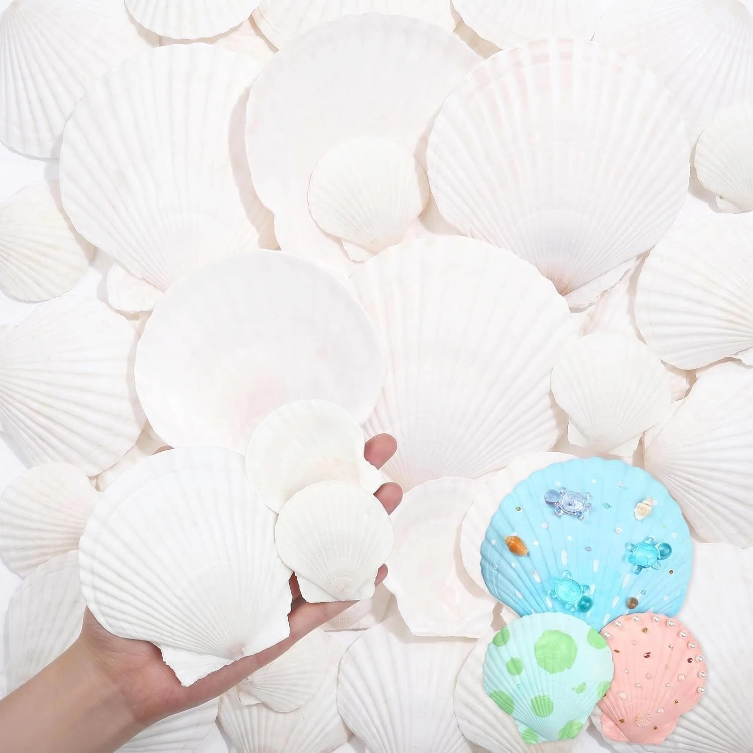 YATOJUZI 24PCS Natural Sea Shells for Crafting Decorating Scallop Seashells Vase Fillers Bulk Wholesale DIY Accessories Home Arts Decor Ornaments(6PCS 4-5inch & 18PCS 2-3inch)