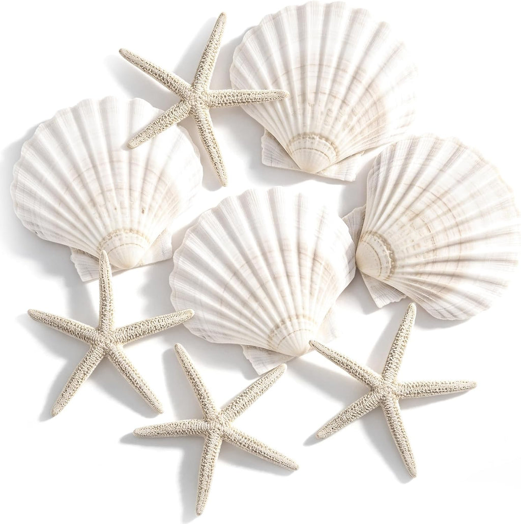 PPCLION 8 PCS Natural 4-5" Scallop Shell and Starfish for Crafts Making Beach Theme Party Wedding Decoration, Home Wall Decor, Christmas Ornaments