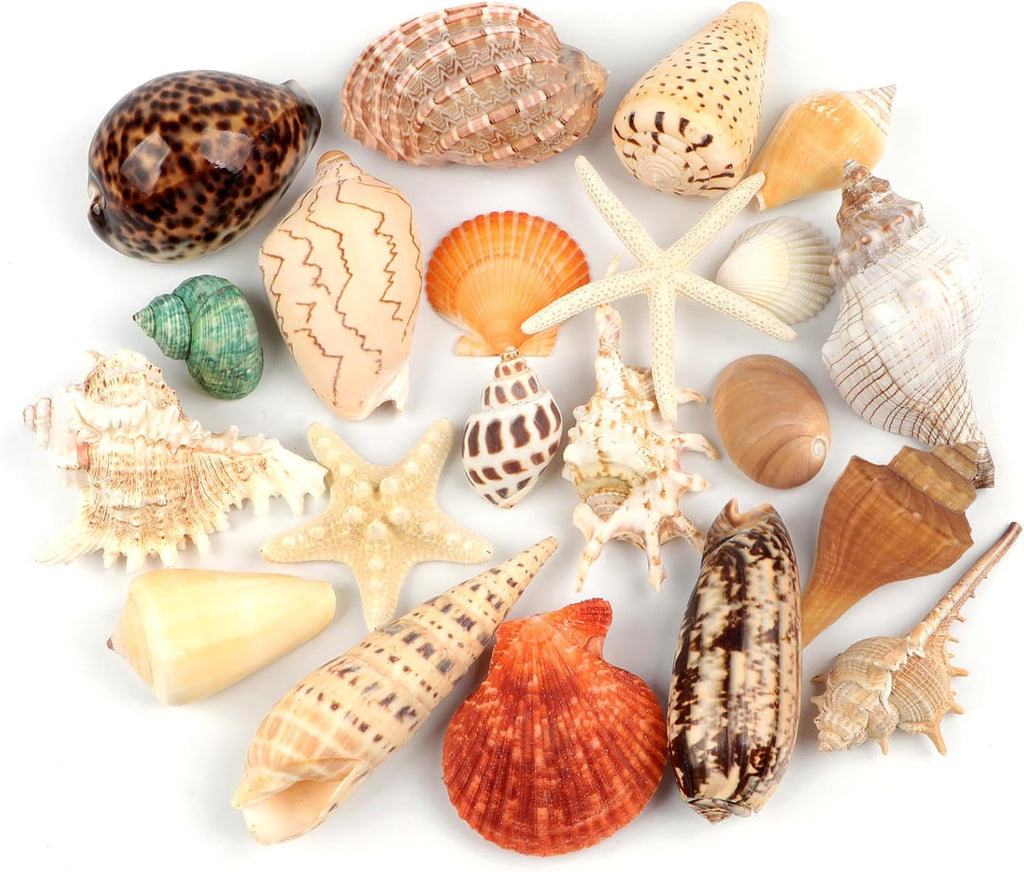Jangostor 21 PCS Large Sea Shells Mixed Ocean Seashells, Various Sizes Natural Seashells Starfish Conch for Beach Theme Party, Home Decorations, DIY Crafts, Vase Filler Fish Tank Decorations