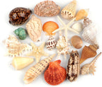 Jangostor 21 PCS Large Sea Shells Mixed Ocean Seashells, Various Sizes Natural Seashells Starfish Conch for Beach Theme Party, Home Decorations, DIY Crafts, Vase Filler Fish Tank Decorations