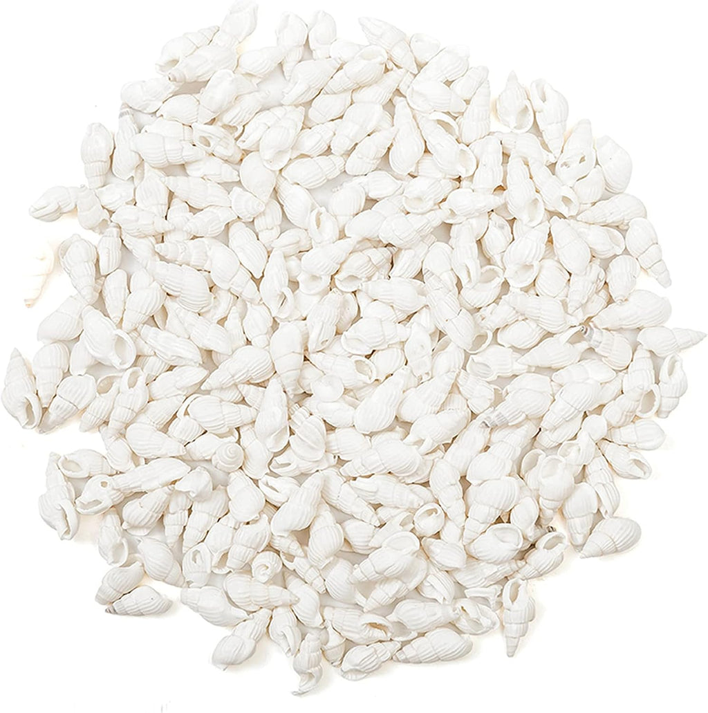 White Clam Cay Cay Sea Shells for Home Decorations, Party Wedding, DIY Crafts (About 350pcs Spiral Shape)