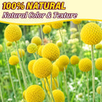 40PCS Natural Dried Flowers Craspedia Billy Balls Flowers, Billy Buttons Floral Bouquet Bundles, Yellow Real Dry Plant for Flower Arrangements Wedding Home Tall Vase Decor