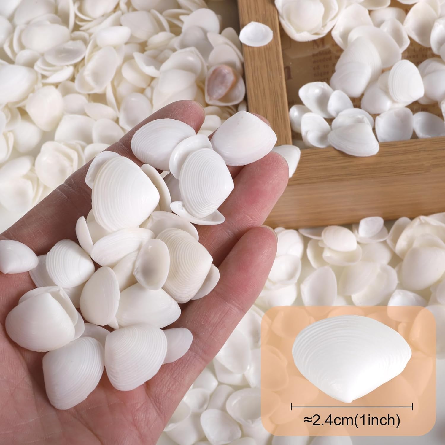 PPCLION 600 Pcs Natural Tiny Small Sea Shells White Clam Shells for DIY Craft, Jewelry Making, Home Decor, Vase Fillers