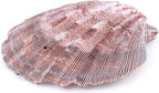 PPCLION 4 PCS 5" Large Great Scallop Shells Brown Lion's Paw Baking Seashells