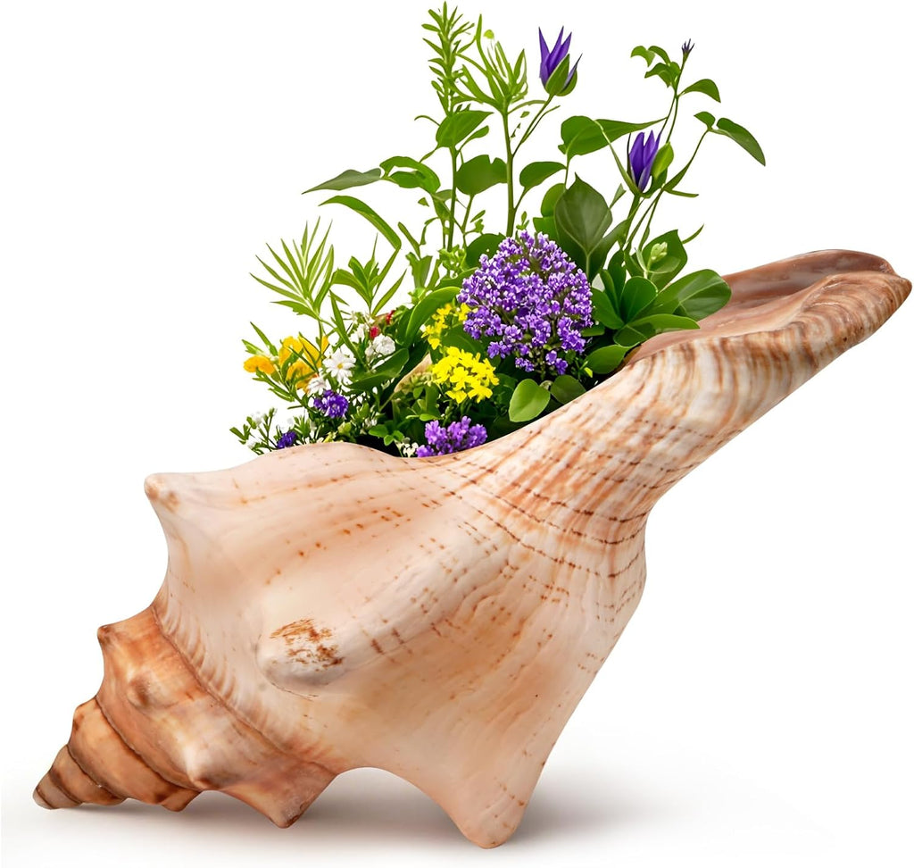 Giant Natural Conch Shell, Striped Fox Conch Seashell 1 Shell 6-7 inches, Large Sea Shell for Vase Filler, Air Plants, Wedding Decor Beach Theme Party
