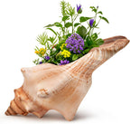Giant Natural Conch Shell, Striped Fox Conch Seashell 1 Shell 6-7 inches, Large Sea Shell for Vase Filler, Air Plants, Wedding Decor Beach Theme Party