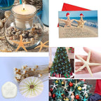 Jangostor 20 PCS Starfish, 2.5" to 4" Natural Seashells Starfish Star Fish Shells Decorations White Starfish Ornaments Perfect for Wedding Beach Theme Party Home Decorations, DIY Crafts, Fish Tank