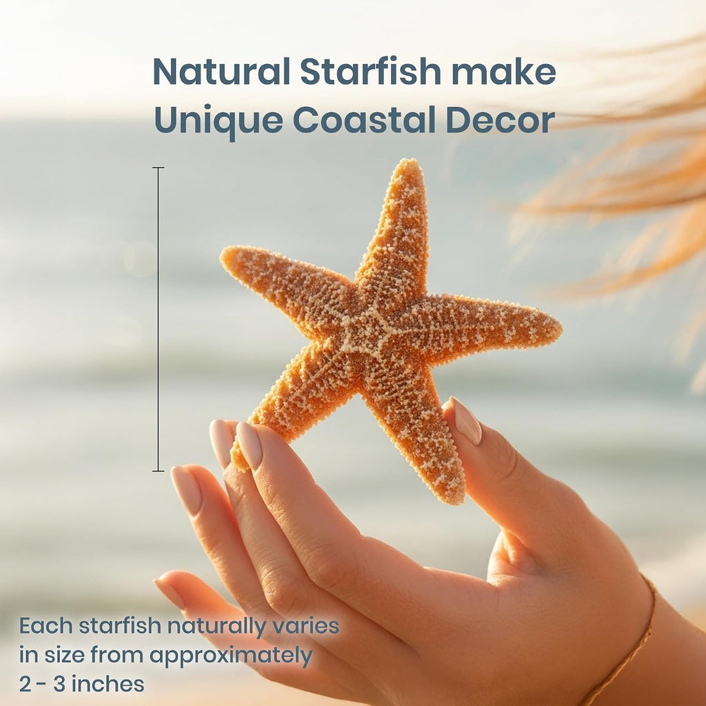 Sugar Starfish | 6 Brown Sugar Starfish 2"-3" | Plus Free Nautical eBook by Joseph Rains