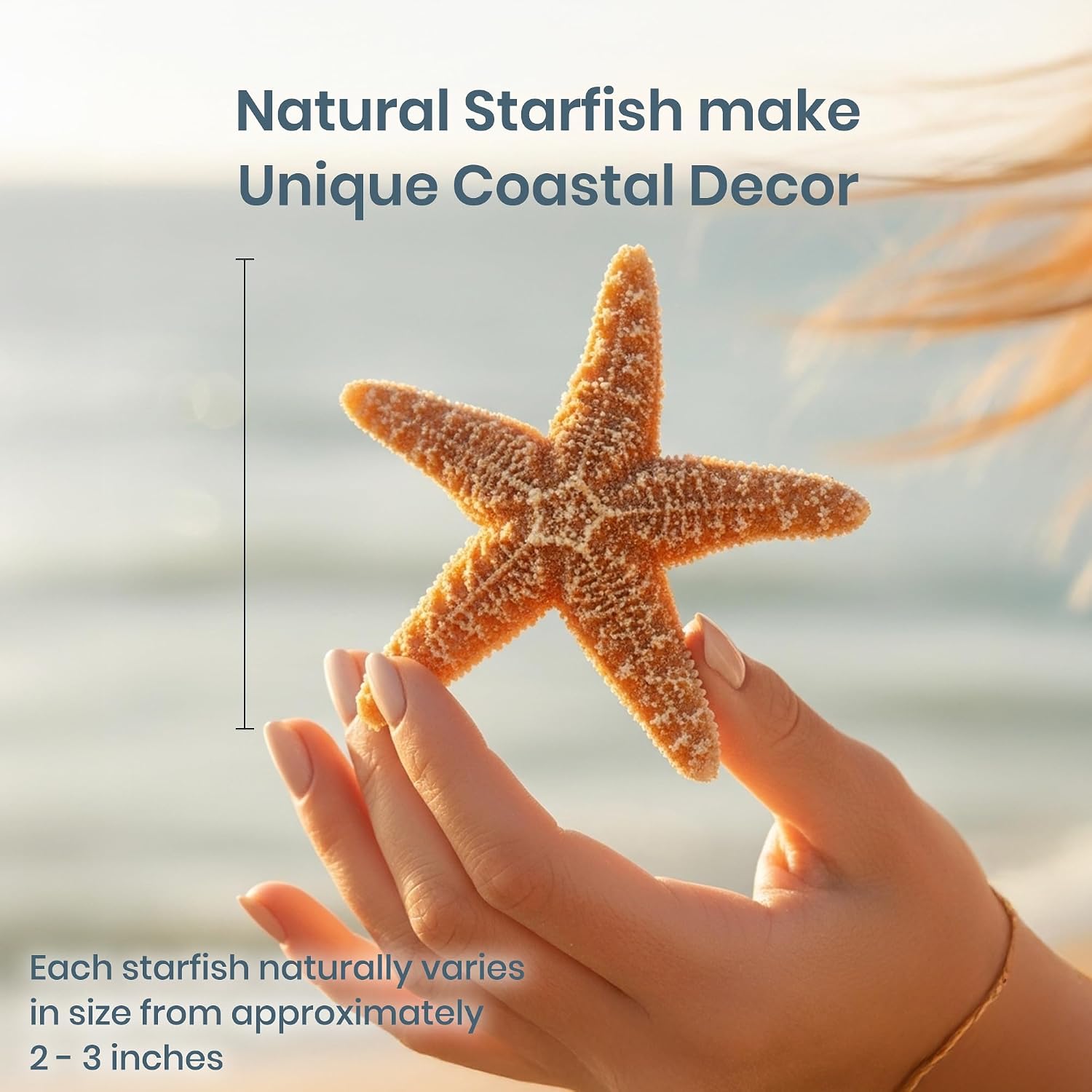 Sugar Starfish | 6 Brown Sugar Starfish 2"-3" | Plus Free Nautical eBook by Joseph Rains