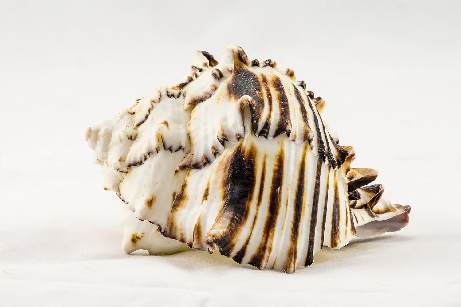 Black Murex | Black Murex Sea Shells | Collector Shell | 1 piece Set for Display or Decor | Plus Free Nautical Ebook by Joseph Rains (5")
