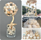 QEQEKAKA 30PCS Sea Shells for Crafts1.5''-2'' White Small Seashells Clam Scallop Shells for Crafting DIY Painting Beaching Wedding Decoration Beach Natural Bulk
