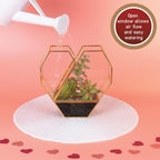 D'Eco Glass Heart Centerpiece (8x8x2.5)- Tabletop Planter Terrarium - Spring Home Decor & Wedding Letterbox - Fill with Succulents, Cacti, Air Plants, Moss, Flowers for Plant Lovers
