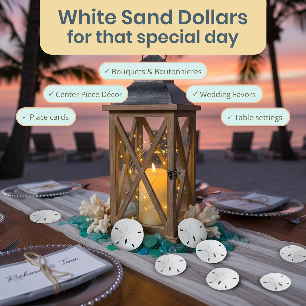 Real Sand Dollars 1.5" to 2" (30 Pack) – Sand Dollar Wall Art & Ornament Set – Beach Wedding Decor – Nautical Party Table Decor – Mini Shells for Crafts – Coastal Gifts