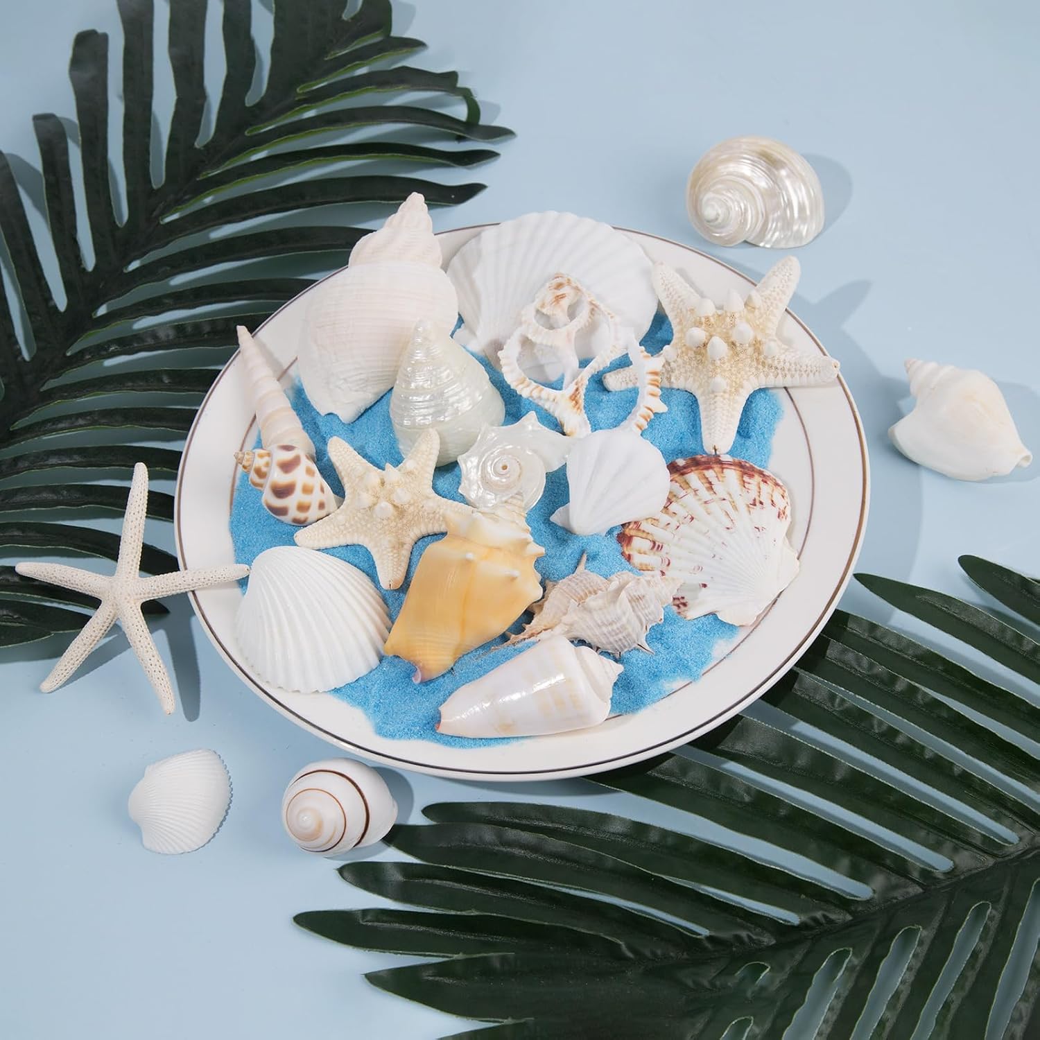 JQAQJU Sea Shells Mixed Ocean Seashells 20 Kinds, Starfish Seashells for Crafts, Various Sizes Natural Conch Sea Shells for Decorating, DIY Crafts, Vase Filler, Beach Party, Fish Tank, Home Wedding