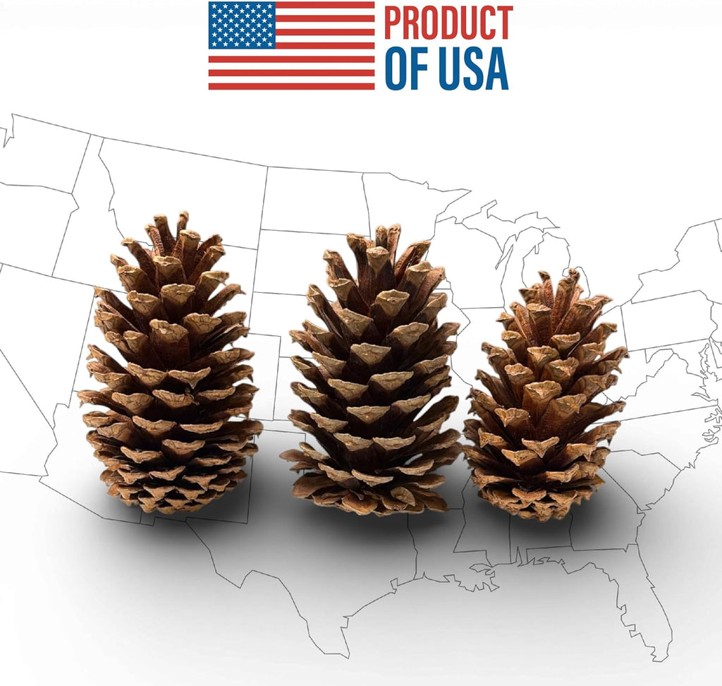 Tumbler Home Pine Cones for Decorating, 15pcs Loblolly Pinecones 2" - 3" Inch Each, Natural Pine Cones for Crafts, Pinecone Ornaments, Christmas Tree & Rustic Home Décor
