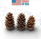 Tumbler Home Pine Cones for Decorating, 15pcs Loblolly Pinecones 2" - 3" Inch Each, Natural Pine Cones for Crafts, Pinecone Ornaments, Christmas Tree & Rustic Home Décor