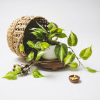 Kurrajong Farmhouse Light Green Fake pothos Plant | Fake Plant for Shelf Decor | Artificial Trailing Ivy Plant with 5" Wide Ceramic Pot | Faux pothos | Feaux Pothos